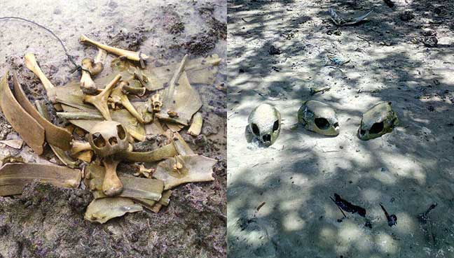 New Straits Times Semporna marine police, Sabah Parks, World Wide Fund for Nature (WWF) and the Omadal Island Women Association were also part of the investigating team.
